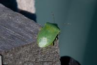 Nezara viridula