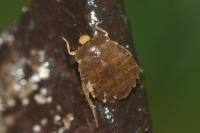 Aphelocheirus aestivalis