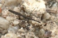 Hydrometra stagnorum