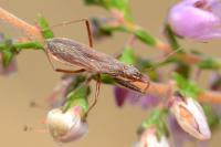 Nabis ericetorum