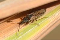 Pachybrachius fracticollis