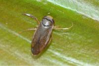 Hesperocorixa castanea