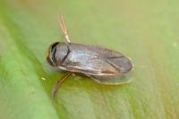 Hesperocorixa castanea