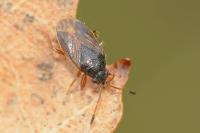 Stygnocoris sabulosus