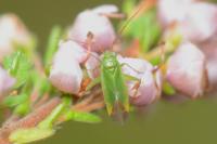 Orthotylus ericetorum