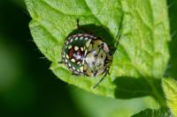 Nezara viridula