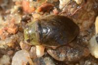 Ilyocoris cimicoides