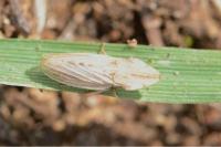 Eupelix cuspidata