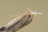 Berytinus hirticornis