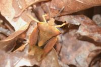 Carpocoris fuscispinus