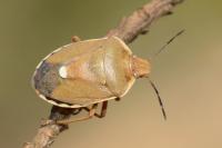 Chlorochroa pinicola