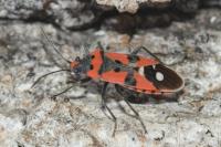 Lygaeus equestris