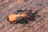 Rhynocoris annulatus