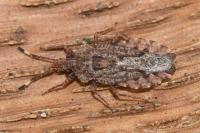 Aradus brenskei