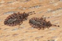 Aradus brenskei