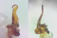 Aradus brenskei