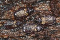 Aneurus avenius