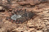 Aradus betulae