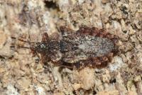Aradus betulae