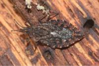 Aradus betulae