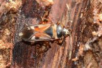 Raglius alboacuminatus