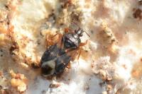 Lyctocoris dimidiatus