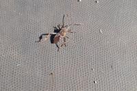 Leptoglossus occidentalis