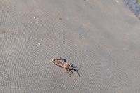 Leptoglossus occidentalis