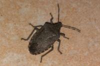 Rhaphigaster nebulosa