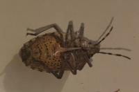 Rhaphigaster nebulosa