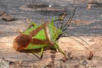 Acanthosoma haemorrhoidale