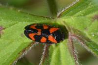 Cercopis vulnerata