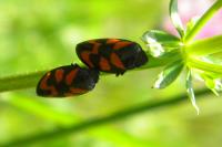 Cercopis vulnerata
