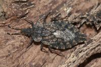 Aradus betulae
