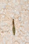 Apoplymus pectoralis