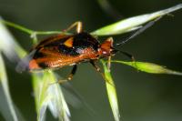 Deraeocoris ruber