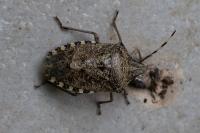Rhaphigaster nebulosa