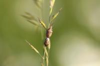 Neottiglossa leporina