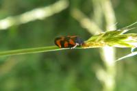 Cercopis vulnerata