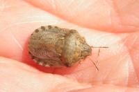 Eurygaster maura