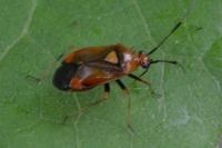 Deraeocoris ruber