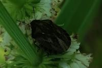 Eurygaster