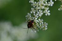 Deraeocoris ruber