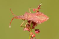 Haploprocta sulcicornis