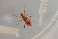 Himacerus apterus