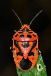 Eurydema ornata