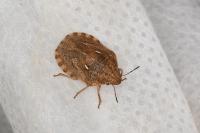 Eurygaster testudinaria