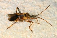 Leptoglossus occidentalis