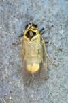 Hyalesthes obsoletus