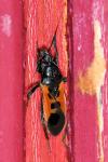 Peirates hybridus